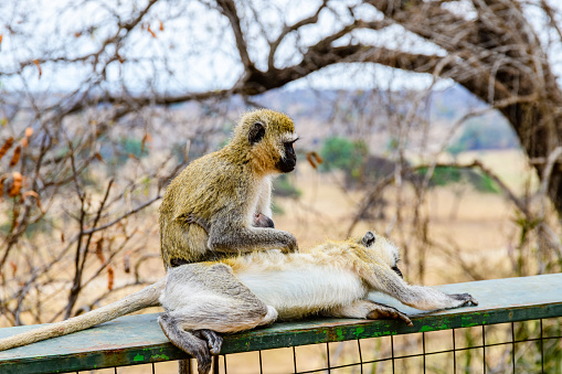 Portrait of guinea baboons.