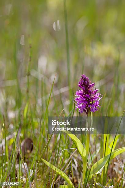 Foto de Broadleaved Mangue Orchid e mais fotos de stock de Animais em Extinção - Animais em Extinção, Beleza natural - Natureza, Cabeça da flor