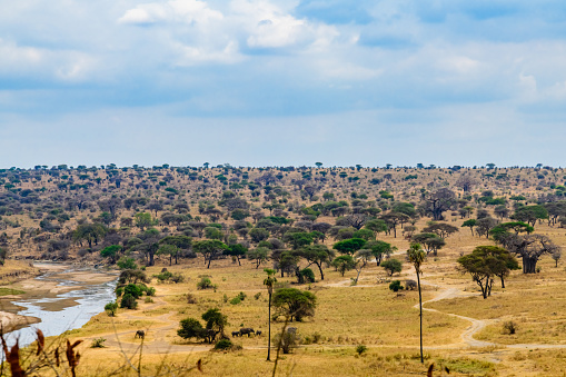 Landscape at Serengeti national park, Tanzania. Wildlife photo