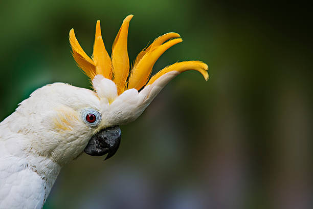 Citron Crested Cockatoo stock photo