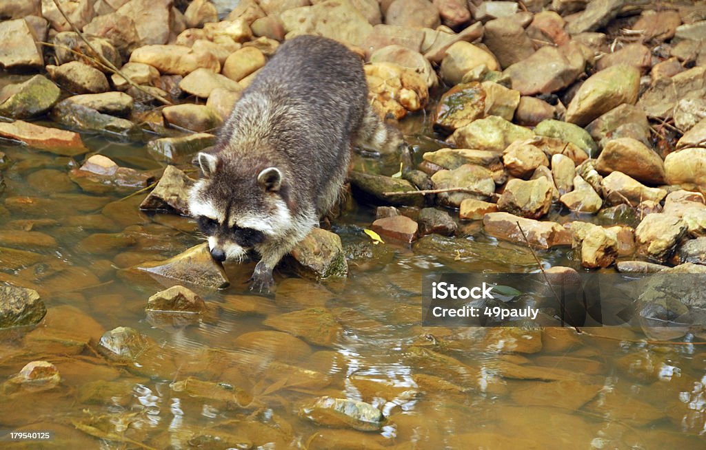 Guaxinim cachorro perto de um riacho. - Foto de stock de Cão-guaxinim royalty-free