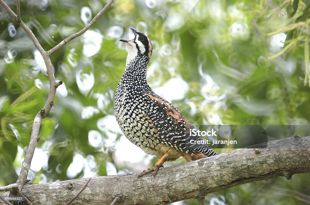 Francolin Chineese Francolinus pintadeanus: - Photo de Animal mâle libre de droits