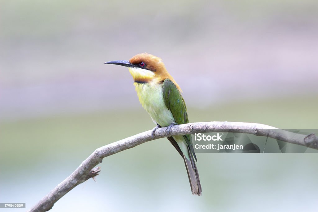 Castanha-cabeça Abelharuco: Merops leschenaulti. - Foto de stock de Acasalamento de animais royalty-free