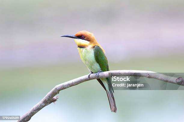 Foto de Castanhacabeça Abelharuco Merops Leschenaulti e mais fotos de stock de Acasalamento de animais - Acasalamento de animais, Alimentar, Animais caçando