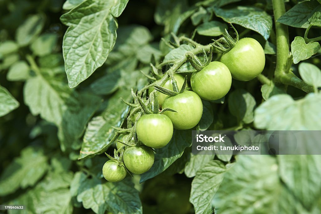 Planta de tomate - Foto de stock de Solanum royalty-free