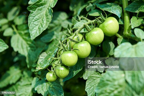 Foto de Planta De Tomate e mais fotos de stock de Solanum - Solanum, Agricultura, Angiospermae