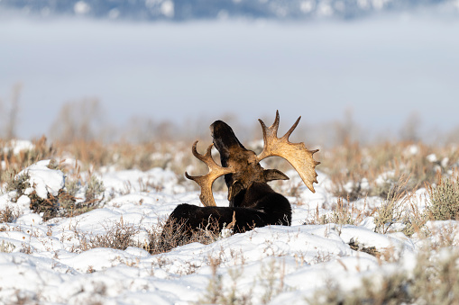 Bull moose in rutting season, Grand Teton National Park on a beautiful day.