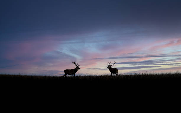 istock Red deer silhouettes against a colorful sunset sky in a meadow 1795407151