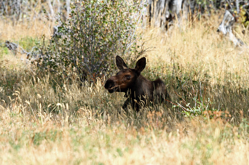 Shiras' Moose Calf bedded down in East Central Idaho.