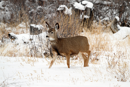 Young Mule Deer in East Central Idaho.