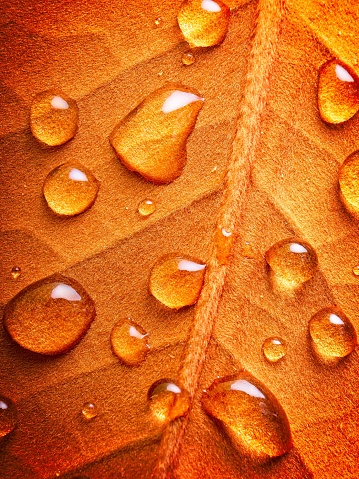 Water droplets on brown leaf surface, a nature macro background. Backside of magnolia leaf with soft fibrous background allows water droplet to stand up due to surface tension. A macro photography image of texture and form.