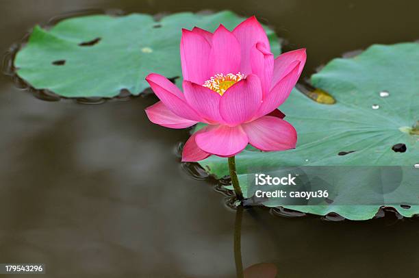 Kwiat Kwiatu Lotosu - zdjęcia stockowe i więcej obrazów Korzeń lotosu - Korzeń lotosu, Bez ludzi, Cztery pory roku