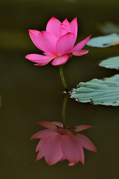 istock Blossom lotus flower 179543297