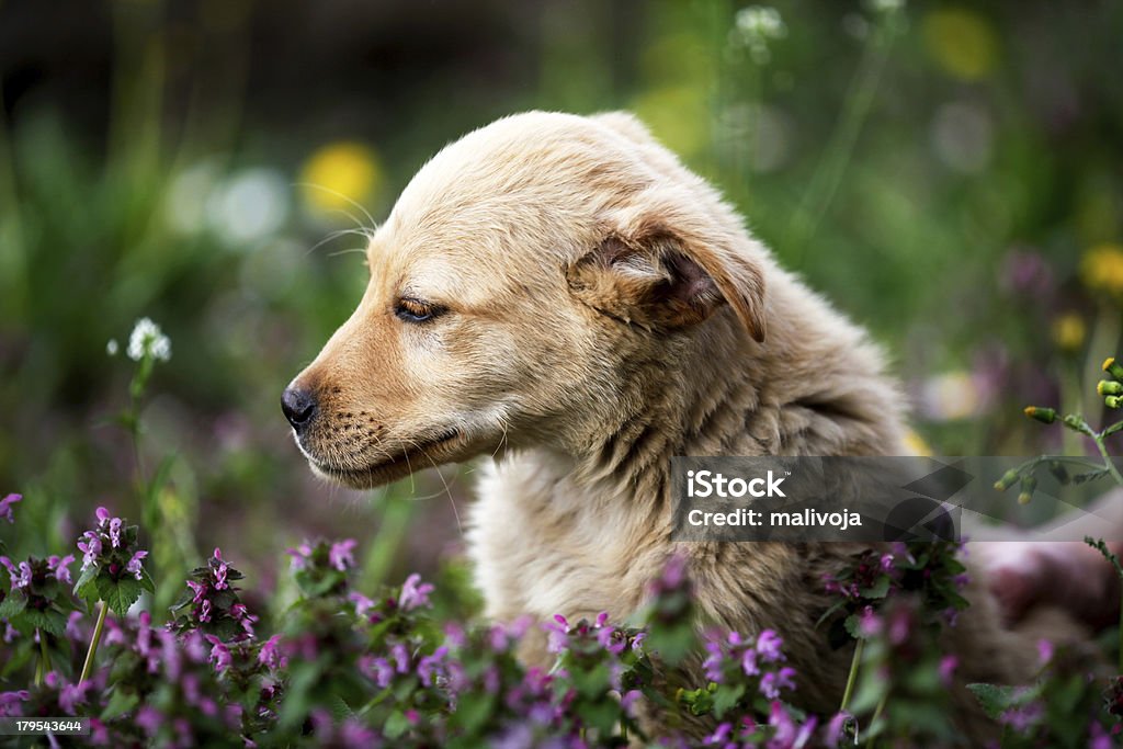 Golden retriever Profil - Lizenzfrei Blondes Haar Stock-Foto