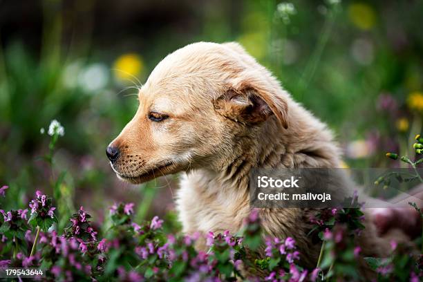 Golden Retriever Profil Stockfoto und mehr Bilder von Blondes Haar - Blondes Haar, Fotografie, Frühling