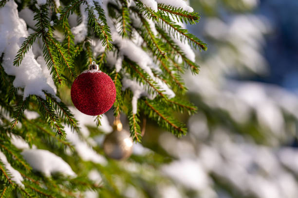 istock Christmas red bauble hanging on Christmas tree branch covered with snow.  Selective focus. 1795440248