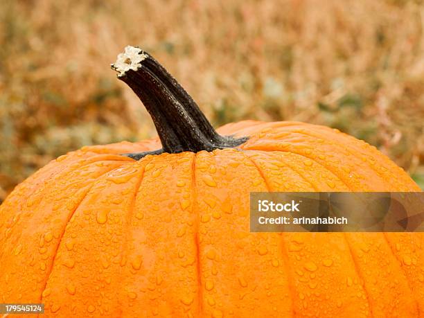 Pumpkin Patch Stock Photo - Download Image Now - Agriculture, Arapahoe County, Autumn