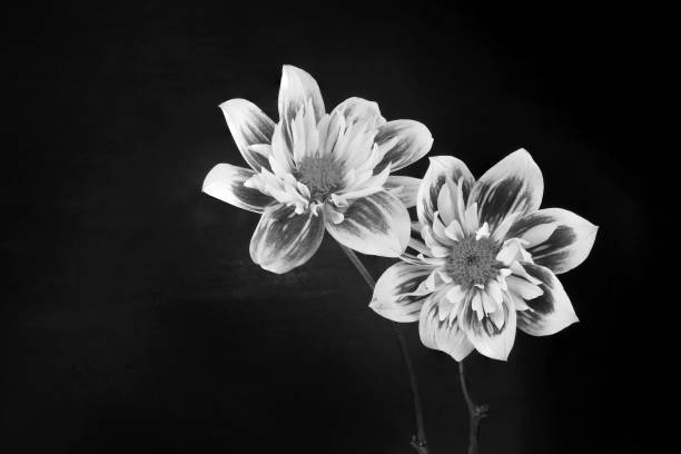 beautiful dahlia flowers isolated on a background