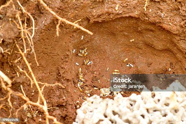 Termite Nest Underground Stock Photo - Download Image Now - Animal Nest, Armed Forces, Blue-collar Worker