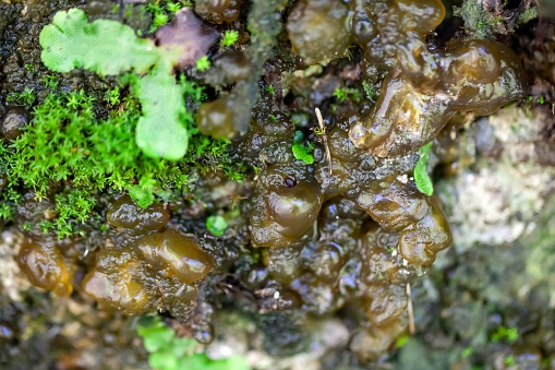 The star jelly cyanobacterium, Nostoc commune, on a rock in the Alps.