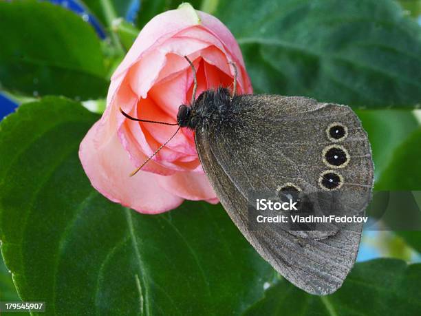 Motyl Na Różowe - zdjęcia stockowe i więcej obrazów Czarny kolor - Czarny kolor, Część ciała zwierzęcia, Duża grupa obiektów