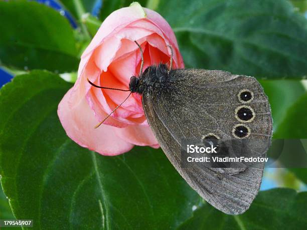 Foto de Borboleta Sobre Uma Rosa e mais fotos de stock de Asa animal - Asa animal, Borboleta, Cinza - Descrição de Cor