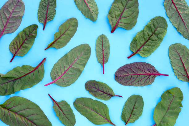istock Swiss chard on blue background. Baby leaf swiss chard 1795461121