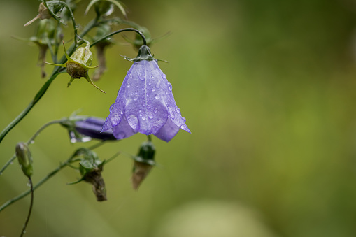 big blue bell flower with rain drops on petals side