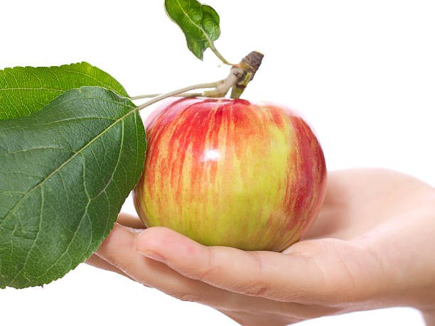 istock ripe juicy apple with a leaf on hand 179546539