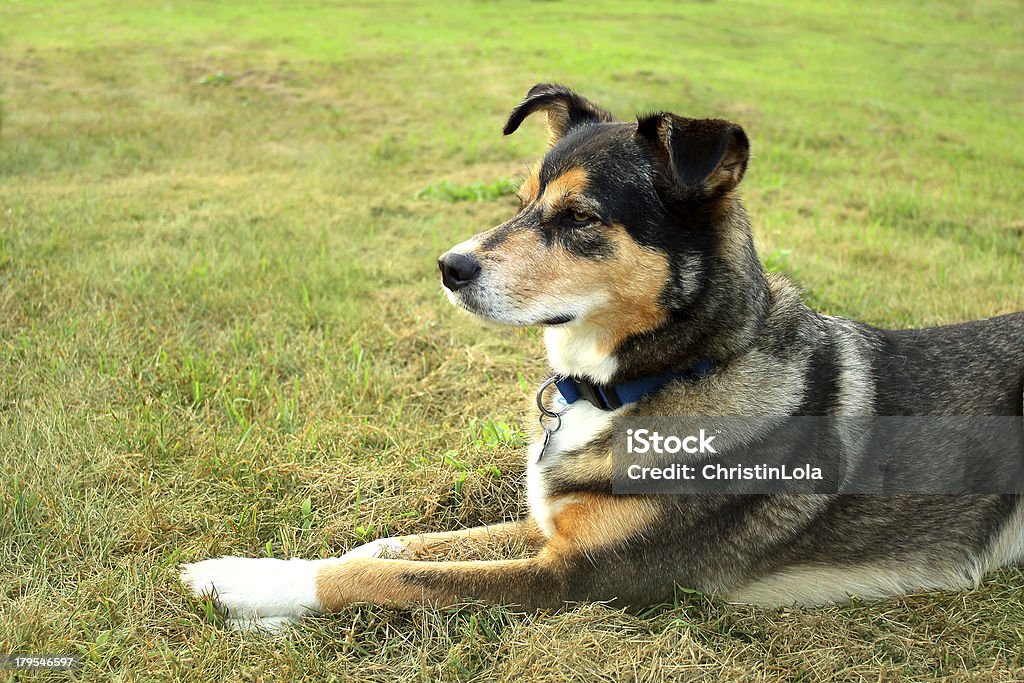 アラートドイツ羊飼いミックス犬 - ベージュのロイヤリティフリーストックフ�ォト