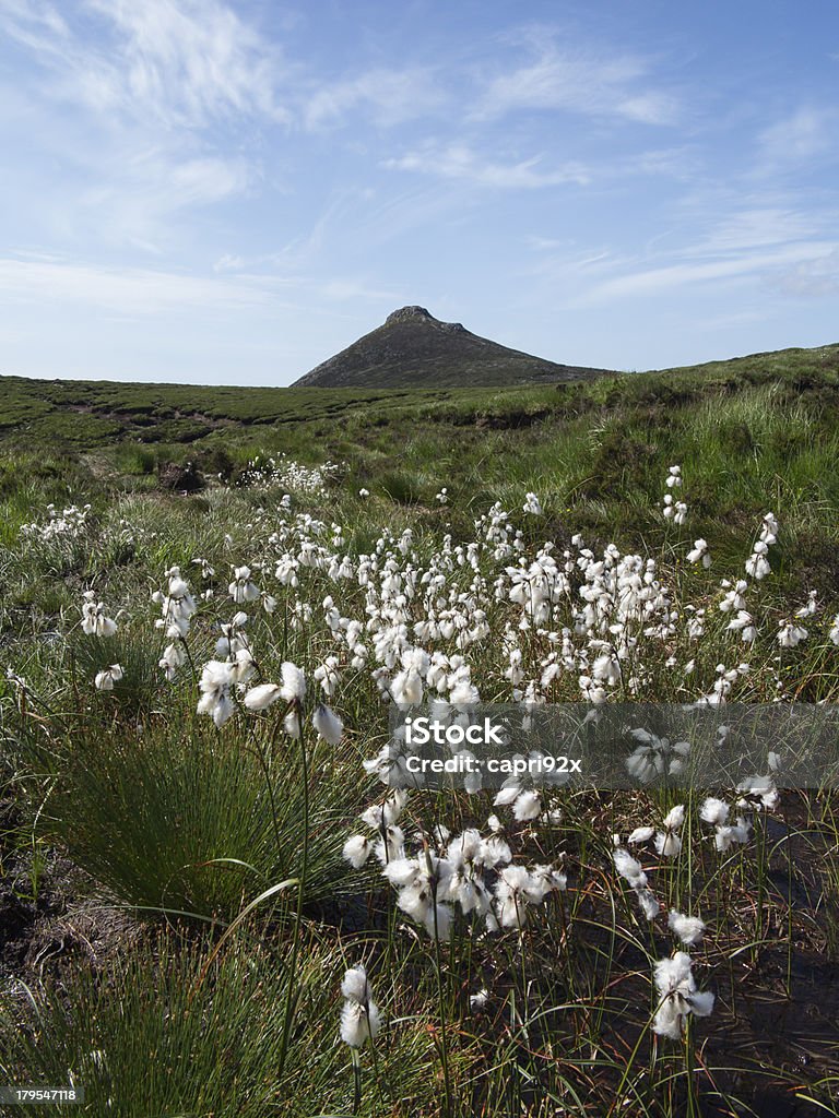Doan mountain in the Mournes North Ireland Doan mountain with bog cotten in the foreground Blue Stock Photo