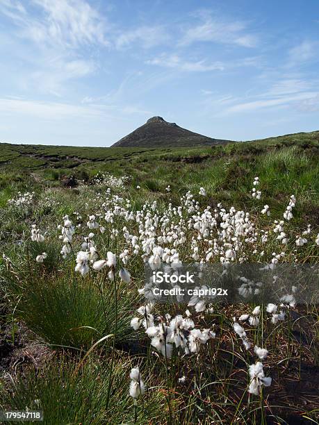 Doan Mountain In The Mournes North Ireland Stock Photo - Download Image Now - Blue, Bog, Bush