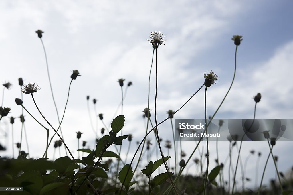 Silhueta de flores silvestres fundo - Royalty-free Afiado Foto de stock