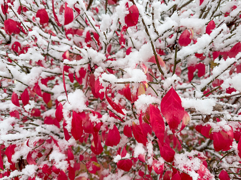 Tree with red leaves covered with snow in the front yard of a house, Hopkins, Michigan, USA
