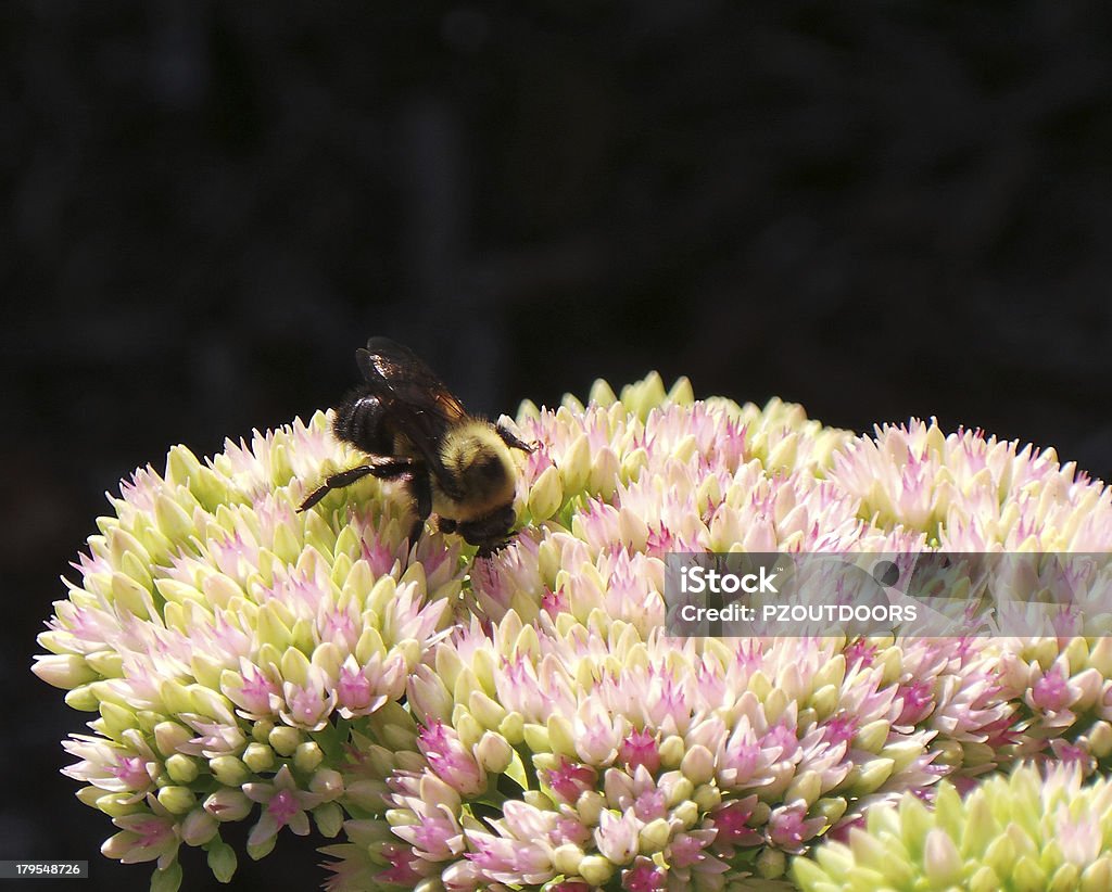 Bumblebee em flores cor-de-rosa e branco - Foto de stock de Abelha royalty-free