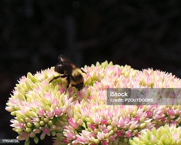 Foto de Bumblebee Em Flores Corderosa E Branco e mais fotos de stock de Abelha - Abelha, Animal, Asa animal