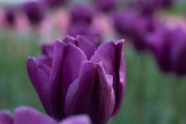 Purple tulip close-up