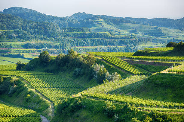 View at  the vineyards of the Kaiserstuhl in Germany.
