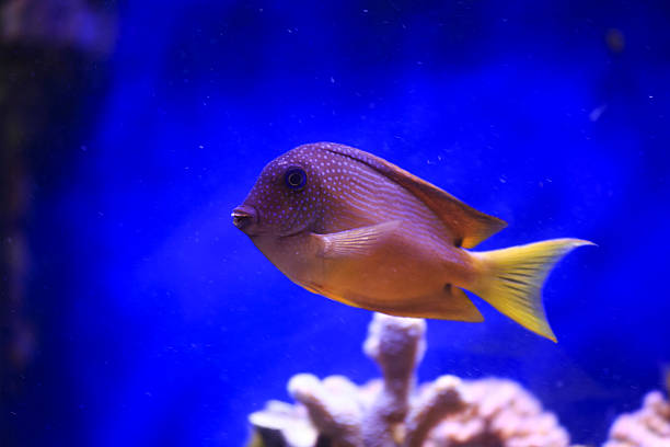 ctenochaetus truncatus, marine fish