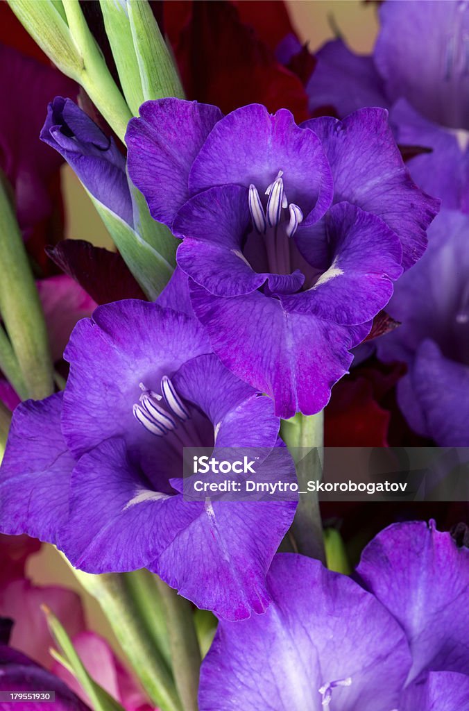 multicolored kwiaty Mieczyk - Zbiór zdjęć royalty-free (Bez ludzi)