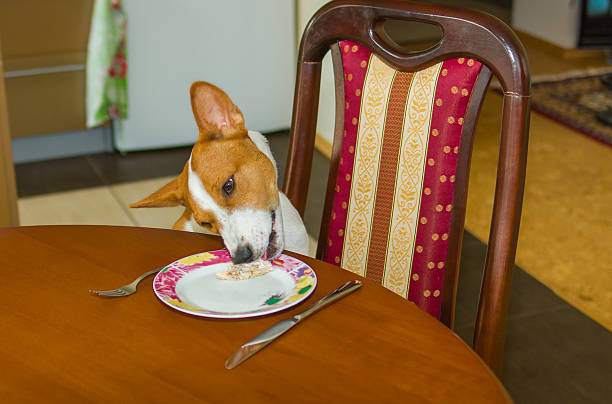 istock Dog steeling food 179552213