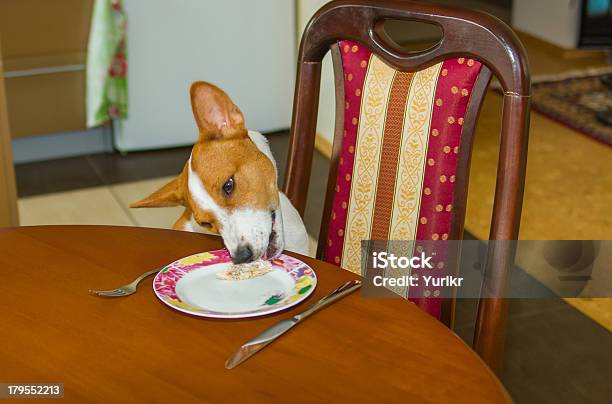 Pies Steeling Żywności - zdjęcia stockowe i więcej obrazów Antycypacja - Antycypacja, Basenji, Brązowy