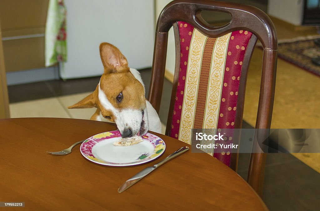 Cão steeling alimentos - Royalty-free Almoço Foto de stock