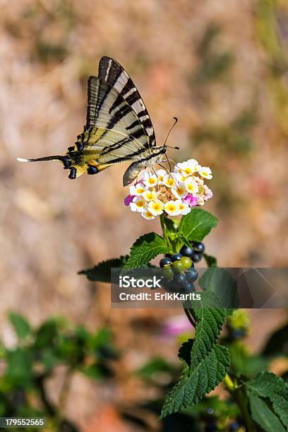 Zachodniej Tiger Swallowtail - zdjęcia stockowe i więcej obrazów Bez ludzi - Bez ludzi, Bliskie zbliżenie, Dzikie zwierzęta
