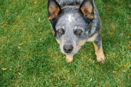 Adorable cattle dog looking at the camera