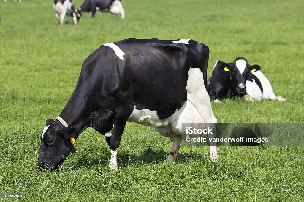 Kühe - Lizenzfrei Agrarbetrieb Stock-Foto