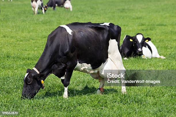 Vacas - Fotografias de stock e mais imagens de Agricultura - Agricultura, Animal, Ao Ar Livre