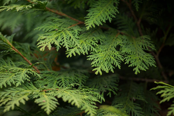istock forest scene with green leaves 1795531347