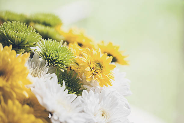 A soft image of Chrysanthemums