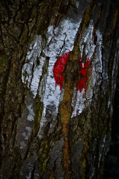 istock Red and white trail on a tree trunk in a forest in spring 1795535769